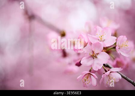 I ciliegi rosa fioriscono sul ramo in primavera Foto Stock