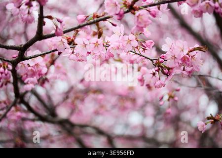 Fiori di ciliegio rosa che fioriscono sui rami degli alberi Foto Stock