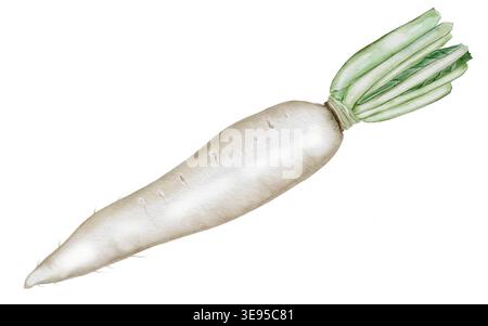 Acquerello daikon radish. Ravanello bianco disegnato a mano. Clip art. Cibo. Per la progettazione di imballaggi per sementi, stampe da giardino e negozi di alimenti per la salute. Foto Stock