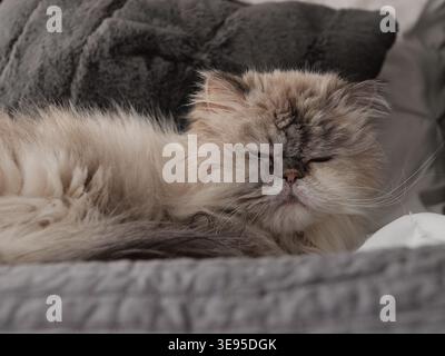 Gatto persiano che piange al sole e apparentemente in un mondo tutto suo. Foto Stock