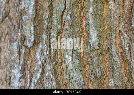 Primo piano Bark Quercus Imbricaria Foto Stock
