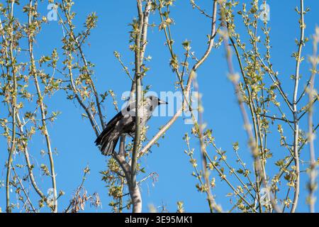 I corvi si aprono sui rami in erba contro un cielo azzurro. Le foglie verdi brillanti incorniciano le piume scure e lucide dell'uccello. La testa del corvo gira leggermente, Foto Stock