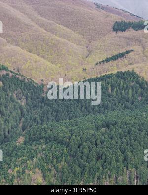 Veduta aerea di una fitta foresta mista che copre colline ondulate con conifere verdi vibranti e alberi decidui in erba a Vallombrosa, Toscana, Italia. Foto Stock