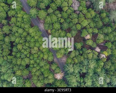 Veduta aerea di una stretta strada asfaltata che si snoda attraverso una fitta foresta di pini verdi e alberi decidui a Vallombrosa, Toscana, Italia. Foto Stock