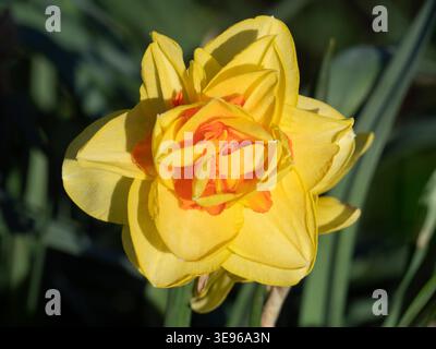 Nel nostro Radley Village, Garden, emerge un narciso incandescente. Ora sappiamo davvero che finalmente è arrivata la primavera! Il nome formale è, ovviamente, Narciso. È un genere di piante perenni in fiore prevalentemente primaverile della famiglia amaryllis, Amaryllidaceae. Questa è una doppia varietà spettacolare. Foto Stock