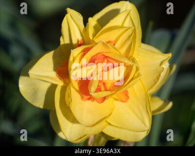 Nel nostro Radley Village, Garden, emerge un narciso incandescente. Ora sappiamo davvero che finalmente è arrivata la primavera! Il nome formale è, ovviamente, Narciso. È un genere di piante perenni in fiore prevalentemente primaverile della famiglia amaryllis, Amaryllidaceae. Questa è una doppia varietà spettacolare. Foto Stock