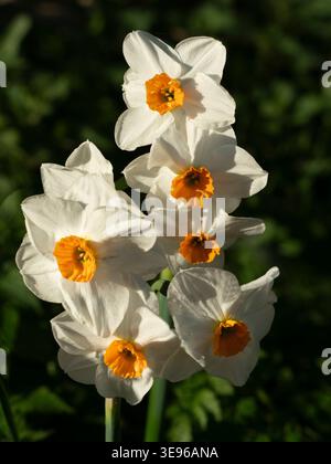 Nel nostro Radley Village, Garden, emergono narcisi brillanti. Ora sappiamo davvero che finalmente è arrivata la primavera! Il suo nome formale è, naturalmente, Narcissuss un genere di piante perenni in fiore prevalentemente primaverile della famiglia amaryllis, Amaryllidaceae. Foto Stock