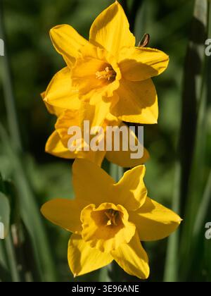Nel nostro Radley Village, Garden, emergono narcisi brillanti. Ora sappiamo davvero che finalmente è arrivata la primavera! Il suo nome formale è, naturalmente, Narcissuss un genere di piante perenni in fiore prevalentemente primaverile della famiglia amaryllis, Amaryllidaceae. Foto Stock