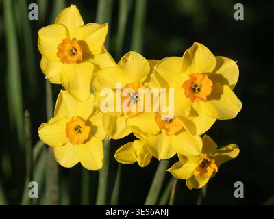 Nel nostro Radley Village, Garden, emergono narcisi brillanti. Ora sappiamo davvero che finalmente è arrivata la primavera! Il suo nome formale è, naturalmente, Narcissuss un genere di piante perenni in fiore prevalentemente primaverile della famiglia amaryllis, Amaryllidaceae. Foto Stock