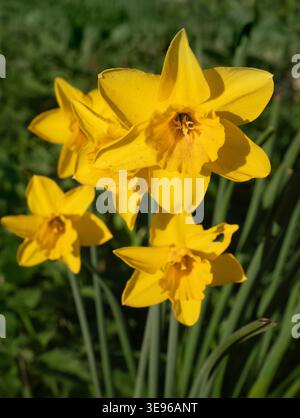 Nel nostro Radley Village, Garden, emergono narcisi brillanti. Ora sappiamo davvero che finalmente è arrivata la primavera! Il suo nome formale è, naturalmente, Narcissuss un genere di piante perenni in fiore prevalentemente primaverile della famiglia amaryllis, Amaryllidaceae. Foto Stock