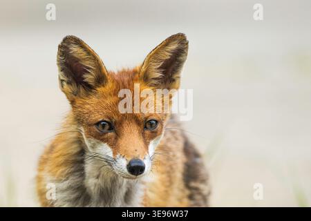 Ritratto di una volpe femminile. Foto Stock