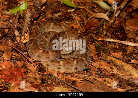 Serpente nella foresta amazzonica . Bothrops atrox Foto Stock