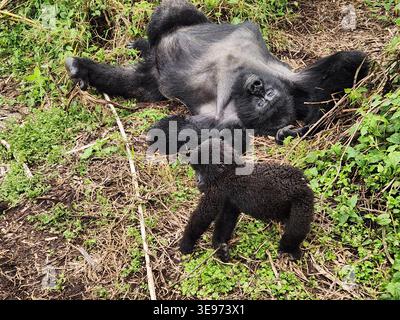 Gorilla Silverback e baby, Parco Nazionale dei Vulcani, Musanze, Ruanda Foto Stock