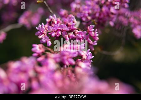 I fiori rosa del busto rosso orientale che fioriscono densamente sui rami sono illuminati dalla luce del sole, creando una vibrante mostra di bellezza naturale e significando il Foto Stock
