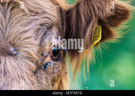 Un problema comune in estate sono le mosche intorno agli occhi delle mucche e di altri animali. Foto Stock