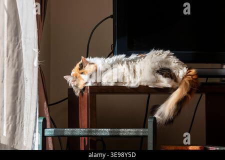 Gatto turco che dorme sul tavolo alla luce del sole, ambiente accogliente con ombre tenui e un'atmosfera rilassata Foto Stock