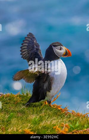 Atlantic Puffin, Fratercula arctica, che estende le ali nella colonia di nidi a Elliston Puffin Viewing Site, Terranova, Canada Foto Stock