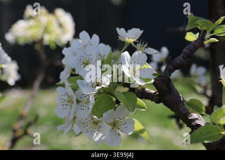 Dai boccioli emergono fiori bianchi su sottili rami di pera. La promessa della primavera è visibile in questa tranquilla crescita in erba. Foto Stock