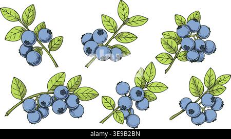 Sei distinti rami di mirtilli disegnati a mano con frutti blu maturi e foglie verdi sono presenti in questo affascinante set di illustrazioni vettoriali. Illustrazione Vettoriale