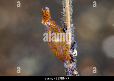Un piccolo calamaro pigmeo, Idiosepius sp., di circa 1,2 cm di lunghezza, nelle acque dello stretto di Lembeh, Sulawesi, Indo Foto Stock