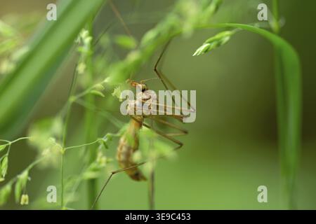 Serpente prato (Tipula paludosa), prato, gambe, luce del sole, il serpente si trova nascosto nell'erba ed è illuminato dalla luce del sole Foto Stock