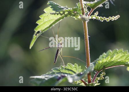 Serpente prato (Tipula paludosa), ortica pungente, luce del sole, le lunghe gambe della zanzara sono illuminate dalla luce del sole Foto Stock
