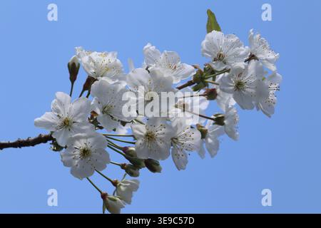 Fiori bianchi emergono dalle gemme su sottili rami di ciliegio. La promessa della primavera è visibile in questa tranquilla crescita in erba. Foto Stock