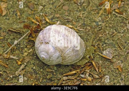 Elica pomatia, lumaca del vigneto Foto Stock