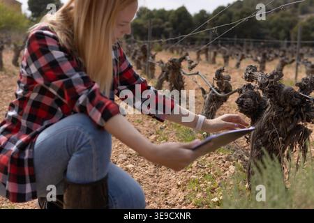 Donna agronomo accovacciata in un vigneto, ispezionando viti dormienti e immettendo dati in una tavoletta, che rappresenta la viticoltura moderna, azienda agricola intelligente Foto Stock