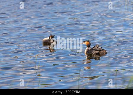 Great Crested Grebe; Podiceps Cristatus; with Young on Back; UK Foto Stock