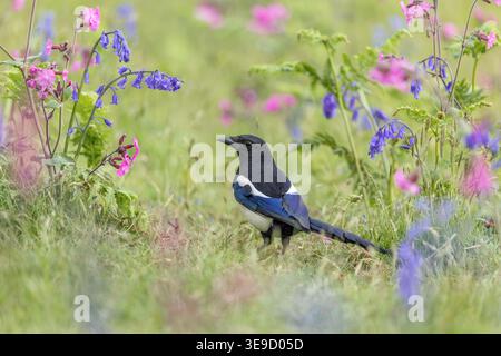 Magpie; Pica pica; Spring; UK Foto Stock