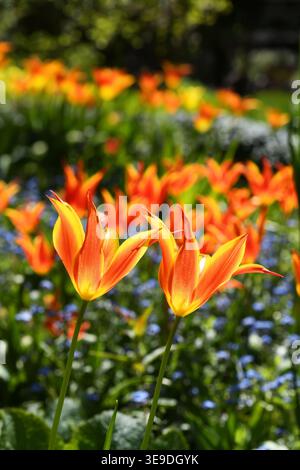 Tulipani di fuoco Foto Stock