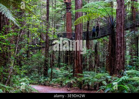 Le persone sull'albero camminano nella foresta di Whakarewarewa, Rotorua, Bay of Plenty, nuova Zelanda. Foto Stock