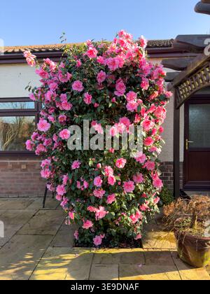 La donazione di Camellia x williamsii fiorisce in pieno fiore su un patio giardino in Inghilterra a febbraio con grandi fiori semi-doppi rosa Foto Stock