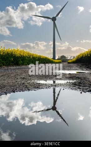 Campo di piante di colza giallo brillante da frantumare per produrre olio di colza da cuocere. Foto Stock