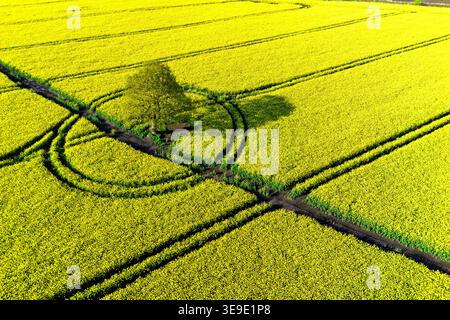 Campo di piante di colza giallo brillante da frantumare per produrre olio di colza da cuocere. In piedi fieri nel mezzo di un grande albero di quercia inglese. Foto Stock