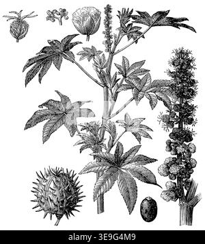 Pianta di fagioli di ricino (Ricinus communis) - infiorescenza (fiori maschili e femminili), frutta e seme, dettagliata incisione botanica vintage. Foto Stock