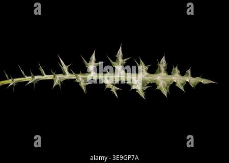 Spiny Globe Thistle (Echinops spinosissimus). Primo piano delle foglie Foto Stock