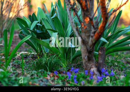 Vista primaverile con foglie verdi di tulipani e violette in fiore sotto l'albero in giardino. Paesaggio primaverile al tramonto. Messa a fuoco selettiva. Foto Stock