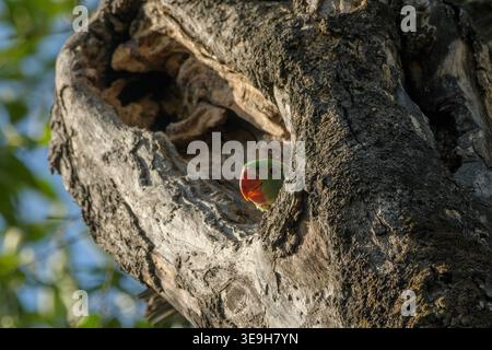 Alexandrine Parakeet che sbircia dalla cavità dell'albero a Janjehli, Himachal Pradesh, India. Foto Stock