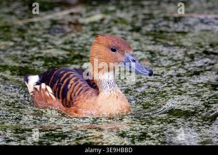 Anatra Fulva (Dendrocygna bicolor) Foto Stock