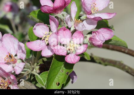 Malus domestica sorprende. Primo piano di attraenti fiori primaverili rosa sulla mela da dessert. Foto Stock