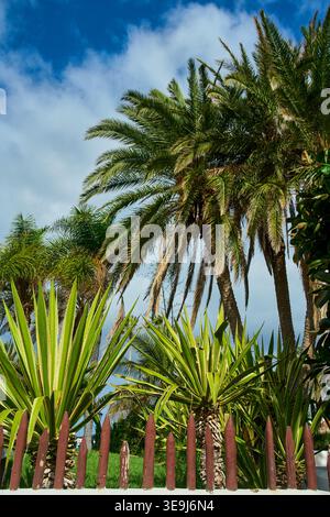 Lussureggiante giardino tropicale con alte palme e agavi vibranti sotto un cielo blu luminoso con nuvole. Paesaggio esotico soleggiato e vibrazioni della natura Foto Stock