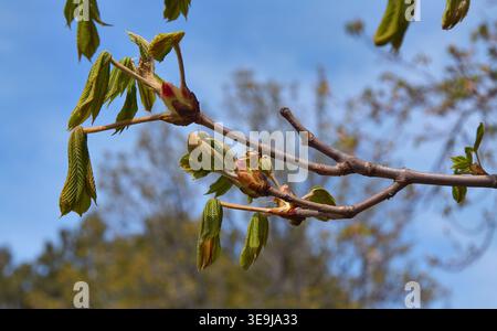 Primo piano di un ramo di castagno con nuove foglie verdi e gemme sotto un cielo azzurro, che indica l'arrivo della primavera in un ambiente naturale Foto Stock