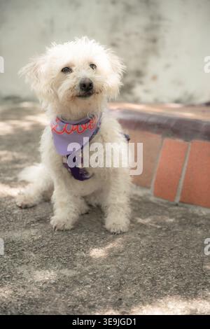 Un cane bianco maltese che indossa una vivace bandana viola e imbracatura seduto tranquillamente su cemento all'aperto, guardando curiosamente la fotocamera, incarna Foto Stock