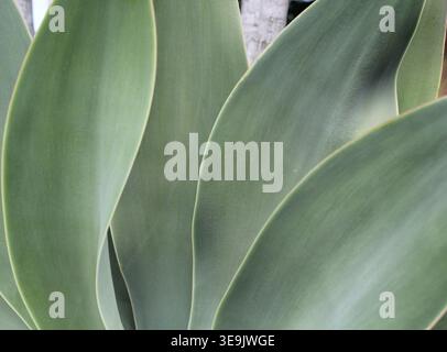 Vista macro di foglie di agave curve e lisce che evidenziano la sfumatura naturale blu-verde e la forma architettonica organica Foto Stock