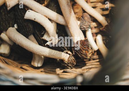 Funghi Morel freschi nel cesto di vimini - primo piano di funghi primaverili forgiati selvatici Foto Stock