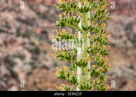 Primo piano di gemme sul gambo di Agave prima di Blooming con spazio di copia Foto Stock