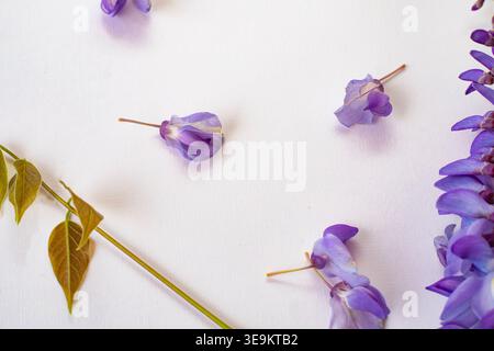 Fiori di glicine viola rami con petali isolati su sfondo bianco delicata composizione floreale primaverile Foto Stock