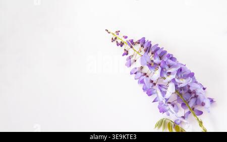 Fiori di glicine viola rami con petali isolati su sfondo bianco delicata composizione floreale primaverile Foto Stock